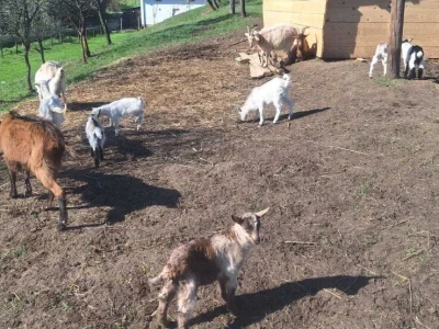 Farma koza i ovaca "Brusojević"