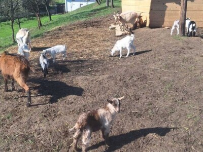 Farma koza i ovaca "Brusojević"