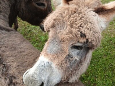 Farma koza i ovaca "Brusojević"