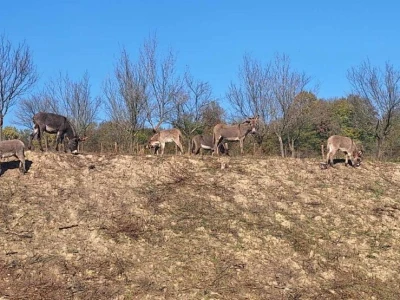 Farma koza i ovaca "Brusojević"