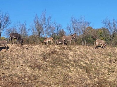 Farma koza i ovaca "Brusojević"