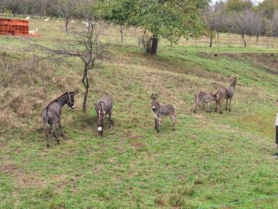 Farma koza i ovaca "Brusojević"