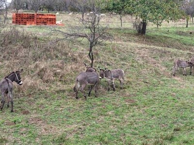 Farma koza i ovaca "Brusojević"