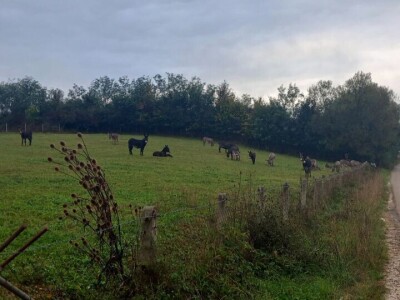 Farma koza i ovaca "Brusojević"
