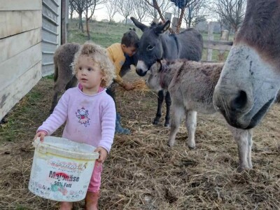 Farma koza i ovaca "Brusojević"