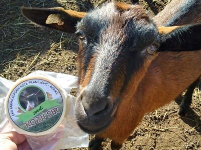 Farma koza iz rogatičkog sela Borike