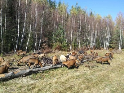 Farma koza iz rogatičkog sela Borike