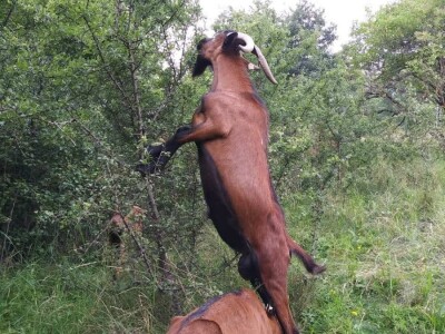 Farma koza iz rogatičkog sela Borike