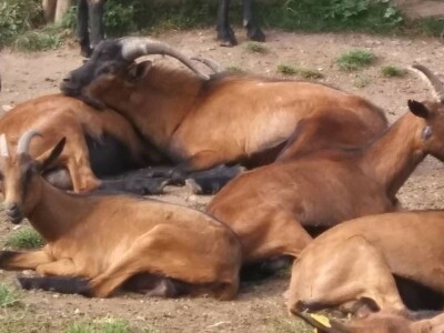 Farma koza iz rogatičkog sela Borike