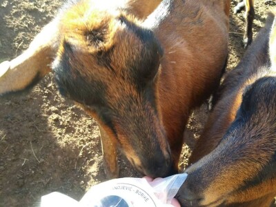 Farma koza iz rogatičkog sela Borike