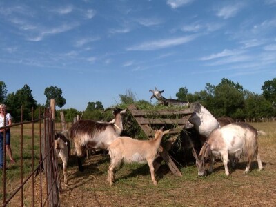 Farma koza na imanju porodice Šukurma
