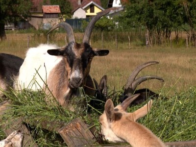 Farma koza na imanju porodice Šukurma