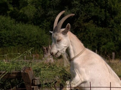 Farma koza na imanju porodice Šukurma