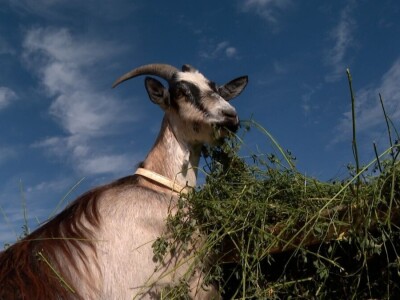 Farma koza na imanju porodice Šukurma