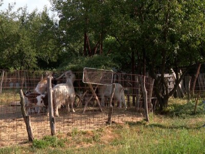 Farma koza na imanju porodice Šukurma