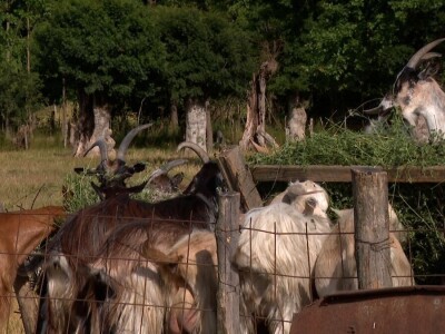 Farma koza na imanju porodice Šukurma