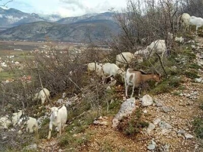 Farma koza pod obroncima planine Vranice
