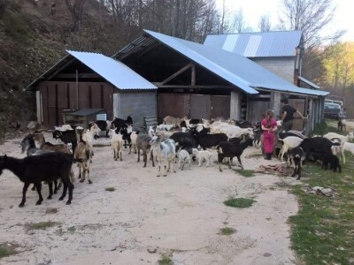 Farma koza pod obroncima planine Vranice
