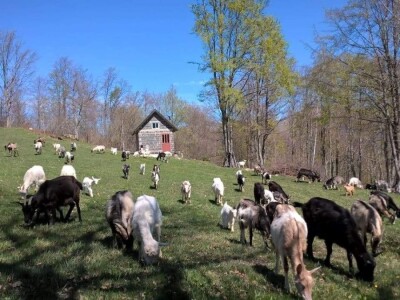 Farma koza pod obroncima planine Vranice