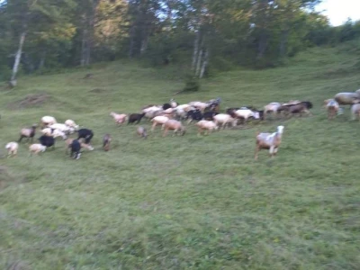 Farma koza pod obroncima planine Vranice
