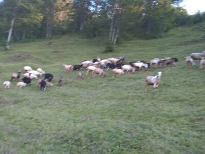 Farma koza pod obroncima planine Vranice