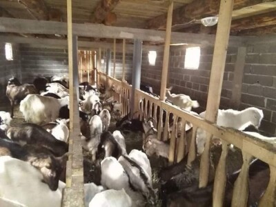 Farma koza pod obroncima planine Vranice