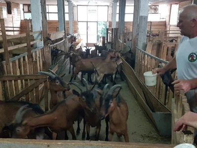 Farma koza "Saradu"