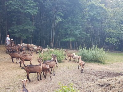 Farma koza "Saradu"