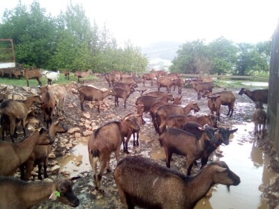 Farma koza u mjestu Šujice kod Livna