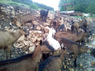 Farma koza u mjestu Šujice kod Livna