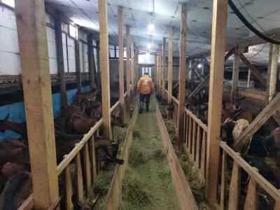 Farma koza u mjestu Šujice kod Livna