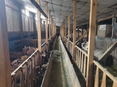 Farma koza u mjestu Šujice kod Livna