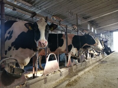 Farma krava Butmir - HF pasmina