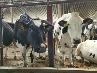 Farma krava Butmir - HF pasmina