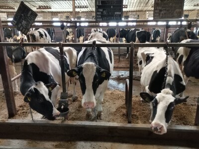 Farma krava Butmir - HF pasmina