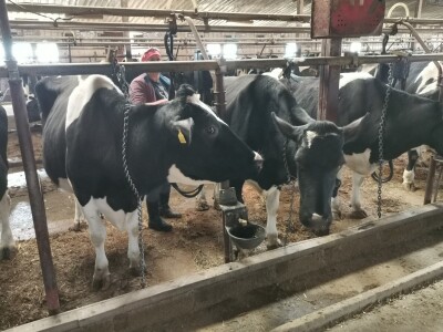 Farma krava Butmir - HF pasmina