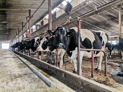 Farma krava Butmir - HF pasmina