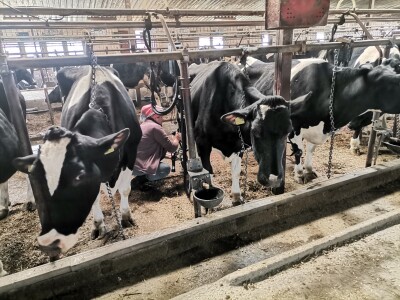 Farma krava Butmir - HF pasmina