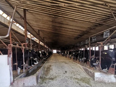 Farma krava Butmir - HF pasmina