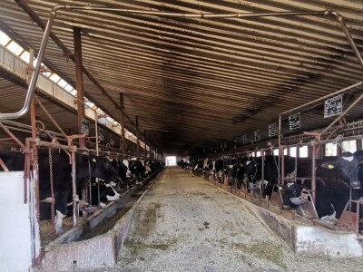 Farma krava Butmir - HF pasmina