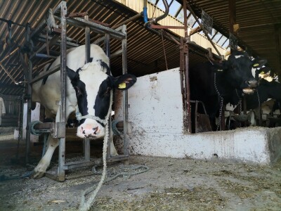 Farma krava Butmir - HF pasmina