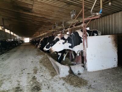 Farma krava Butmir - HF pasmina