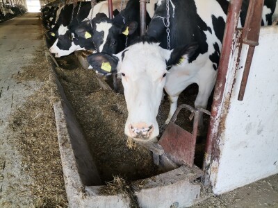 Farma krava Butmir - HF pasmina