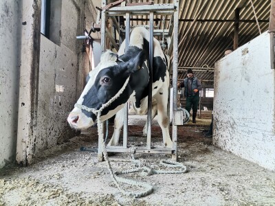 Farma krava Butmir - HF pasmina