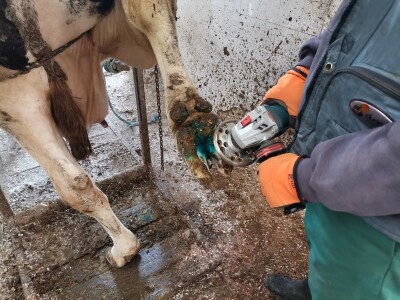 Farma krava Butmir - HF pasmina