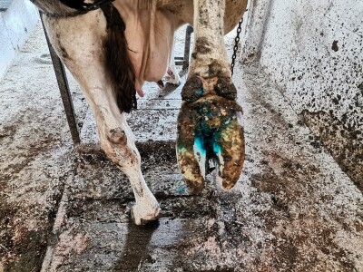 Farma krava Butmir - HF pasmina