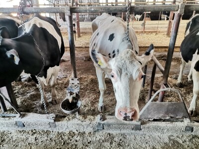 Farma krava Butmir - HF pasmina