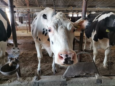 Farma krava Butmir - HF pasmina