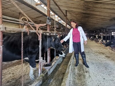 Farma krava Butmir - HF pasmina