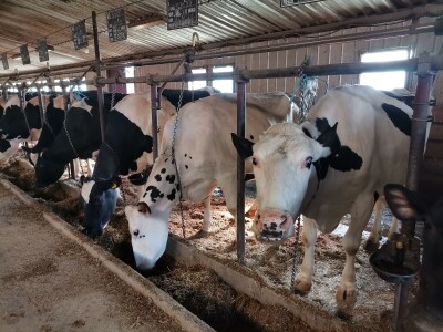 Farma krava Butmir - HF pasmina